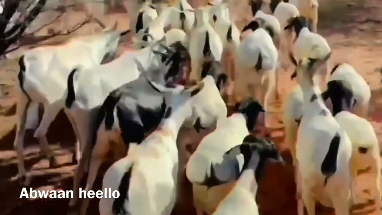 Midigta u qabo “SHEEKO” Qosola 😂 iyo dhibaatada qaadku leeyahay.