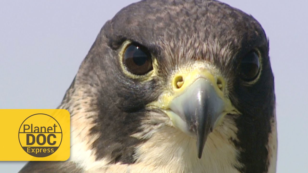 Halcón Peregrino | Planet Doc Express