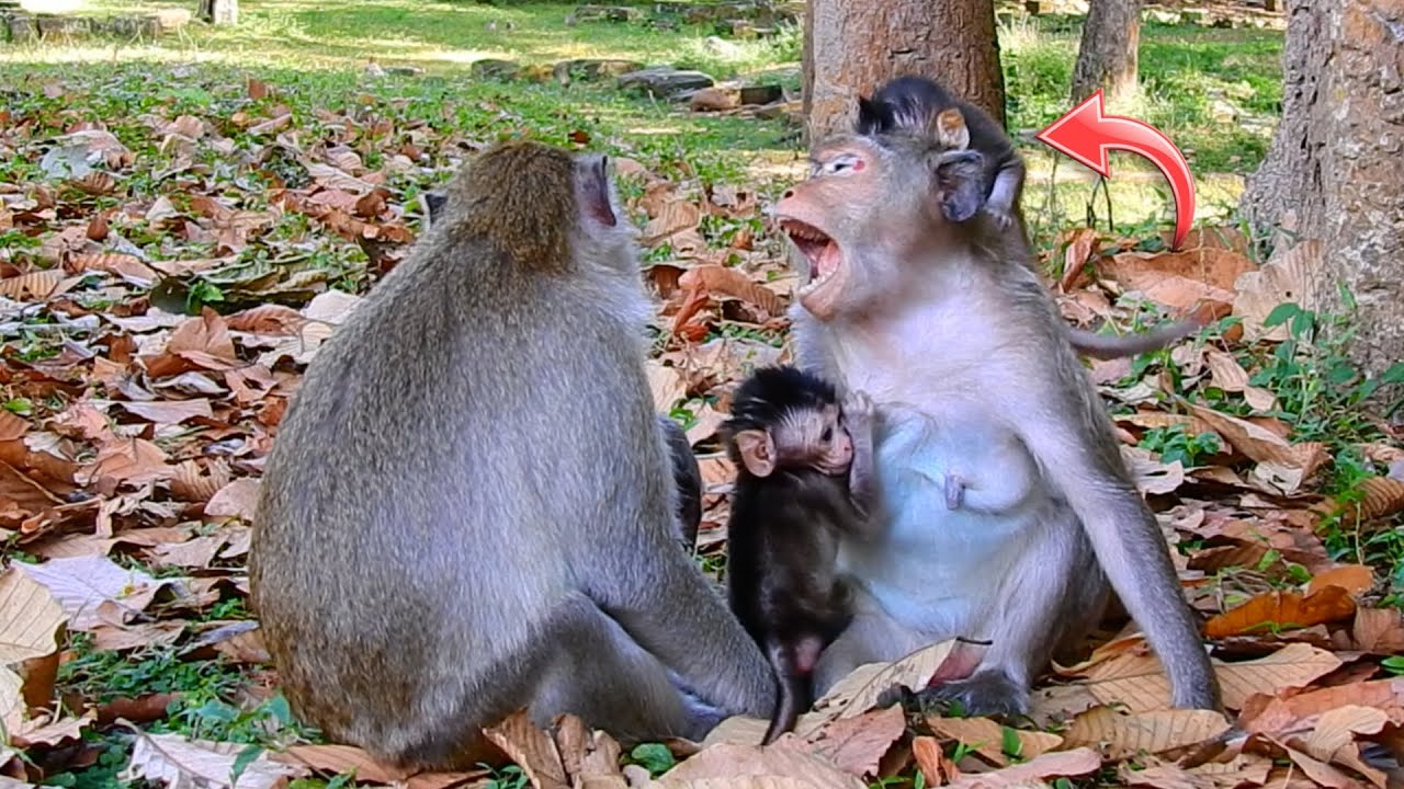Oh No Baby What Are You Doing? Sweet Family Monkey Bonding In The Forest | Animals Documentary