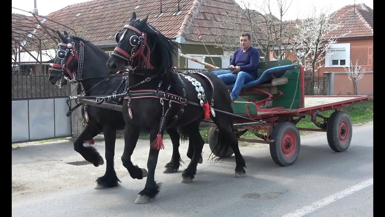 Friezienii domnului Marcel de la Bogei, Bihor - 2019 Nou !!!