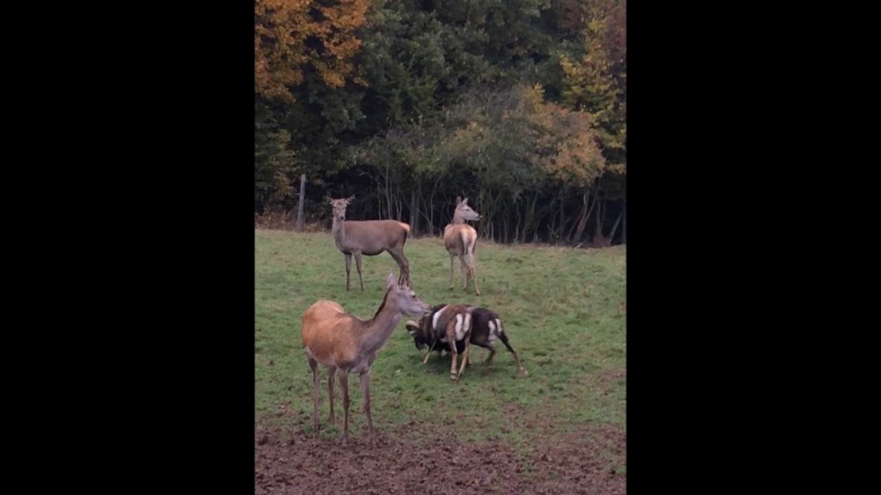 Brunftzeit beim Muffelwild