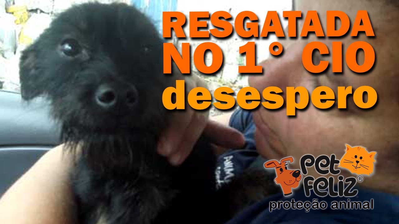 História de Desespero da Cadelinha Filhote e no Cio, fugindo de cães  pedindo socorro