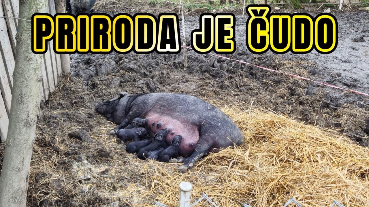 Prinove na farmi | Pravim vrata za kokošinjac