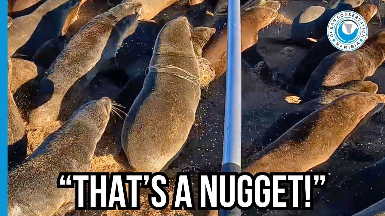 This Seal Was Growing Into His Own Death