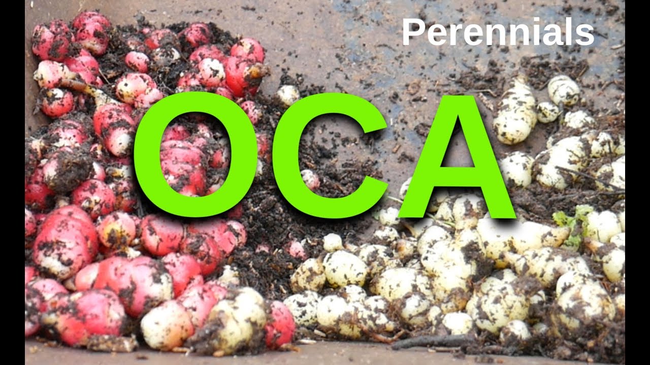 Oca Harvest 2019 (Perennial Vegetables)