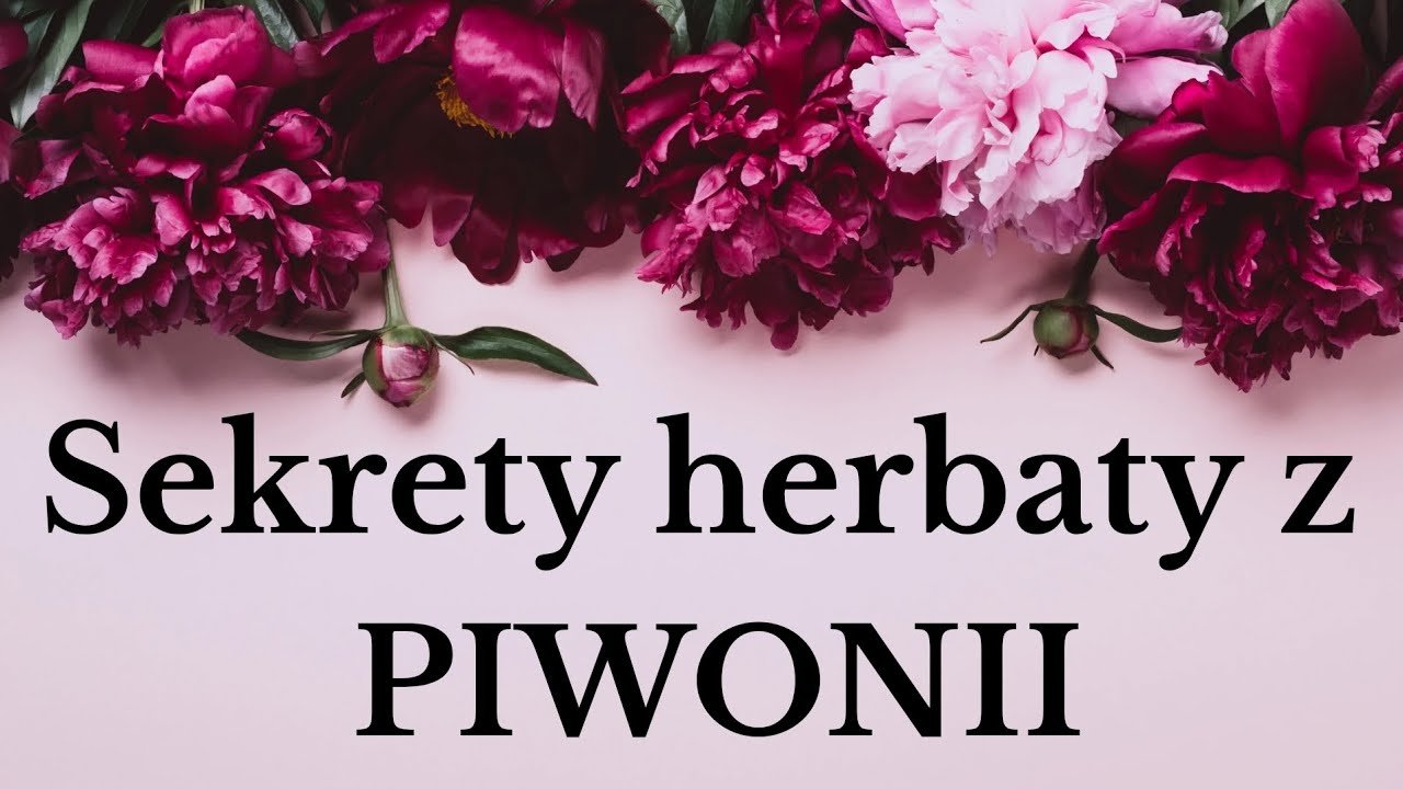 Jak wykorzystać kwiaty piwonii? #herbata #zdrowie #nastawy