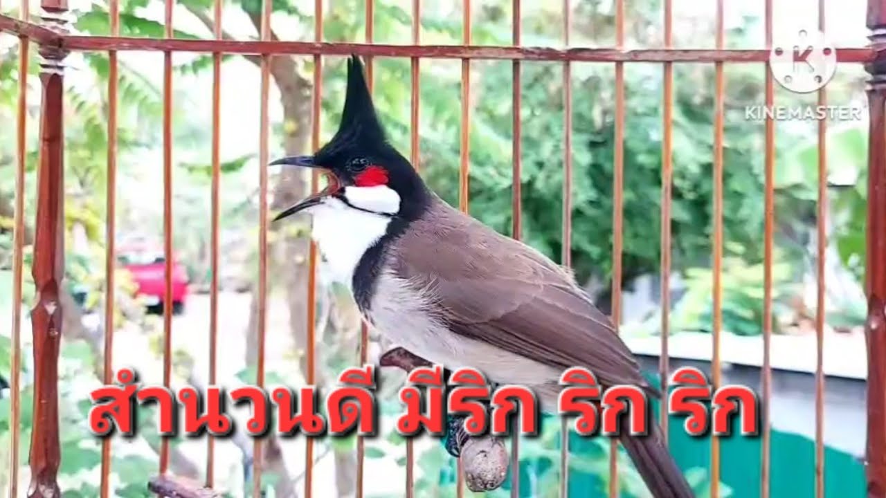 นกกรงหัวจุก จ้าวคำหมาน #birds #chaomao #cute #bulbulbird #animals #nature #jambul 