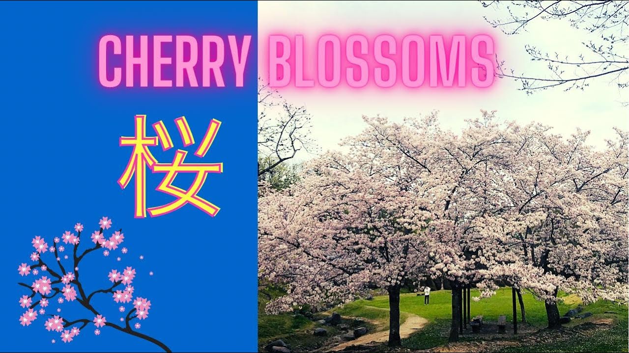 Cheery blossoms in Japan 2021桜🌸