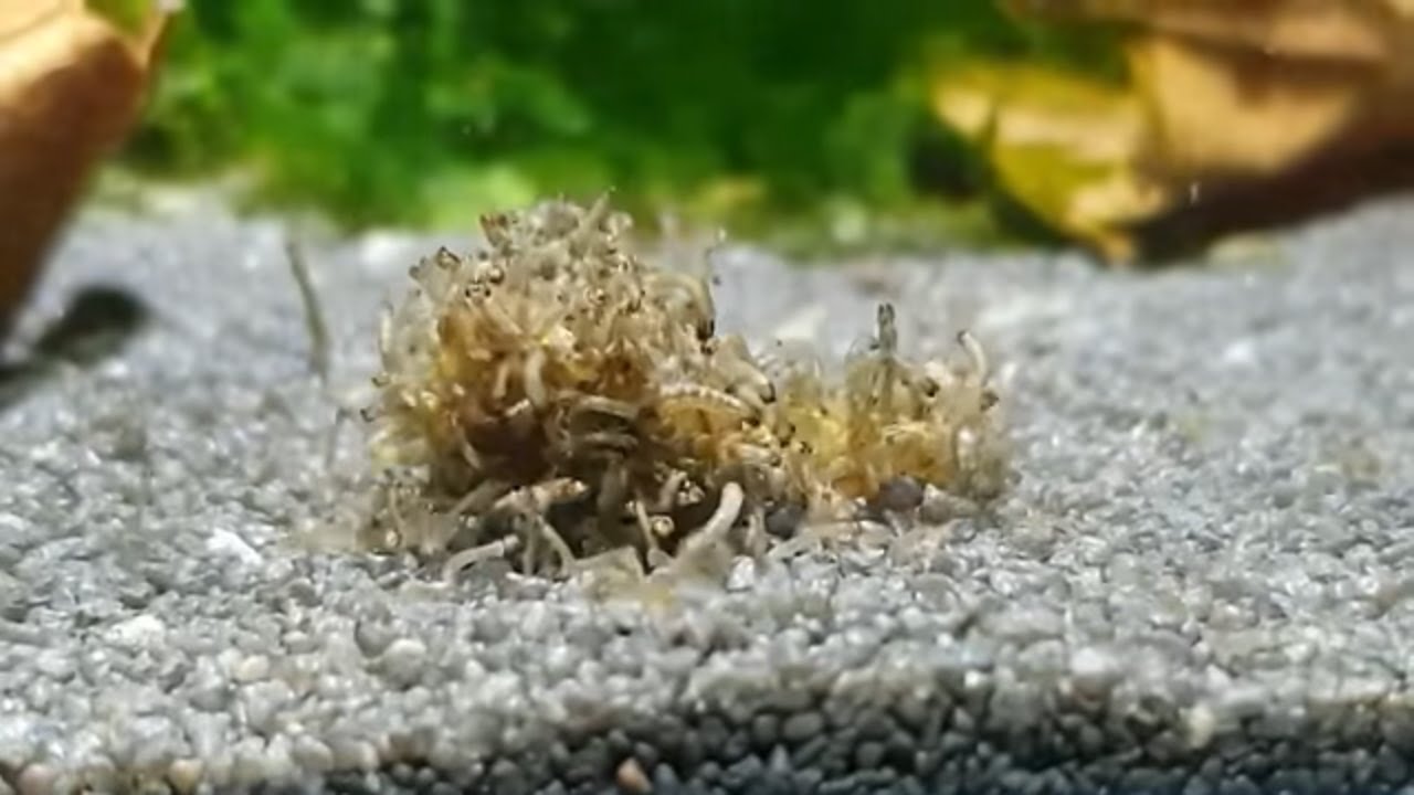 How To Breed Dwarf Pea Puffers Part 2