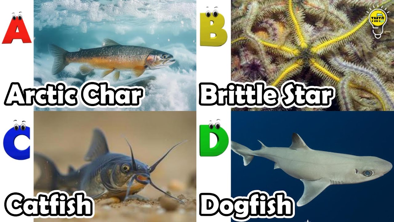 Милые морские животные | Изучение животных по алфавиту | Песенка про морских животных по алфавиту...