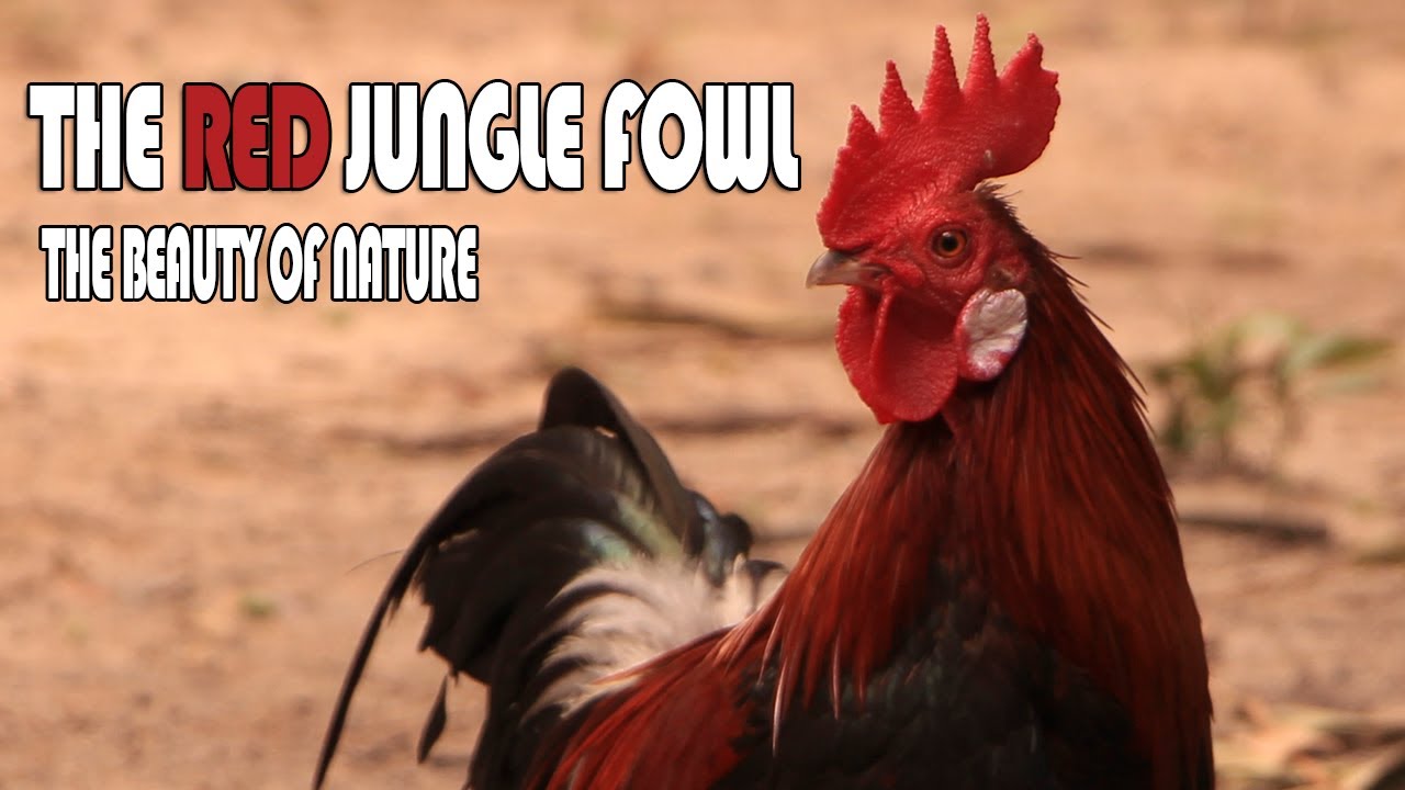 The Wild Chickens, Red Junglefowl Gallus Gallus