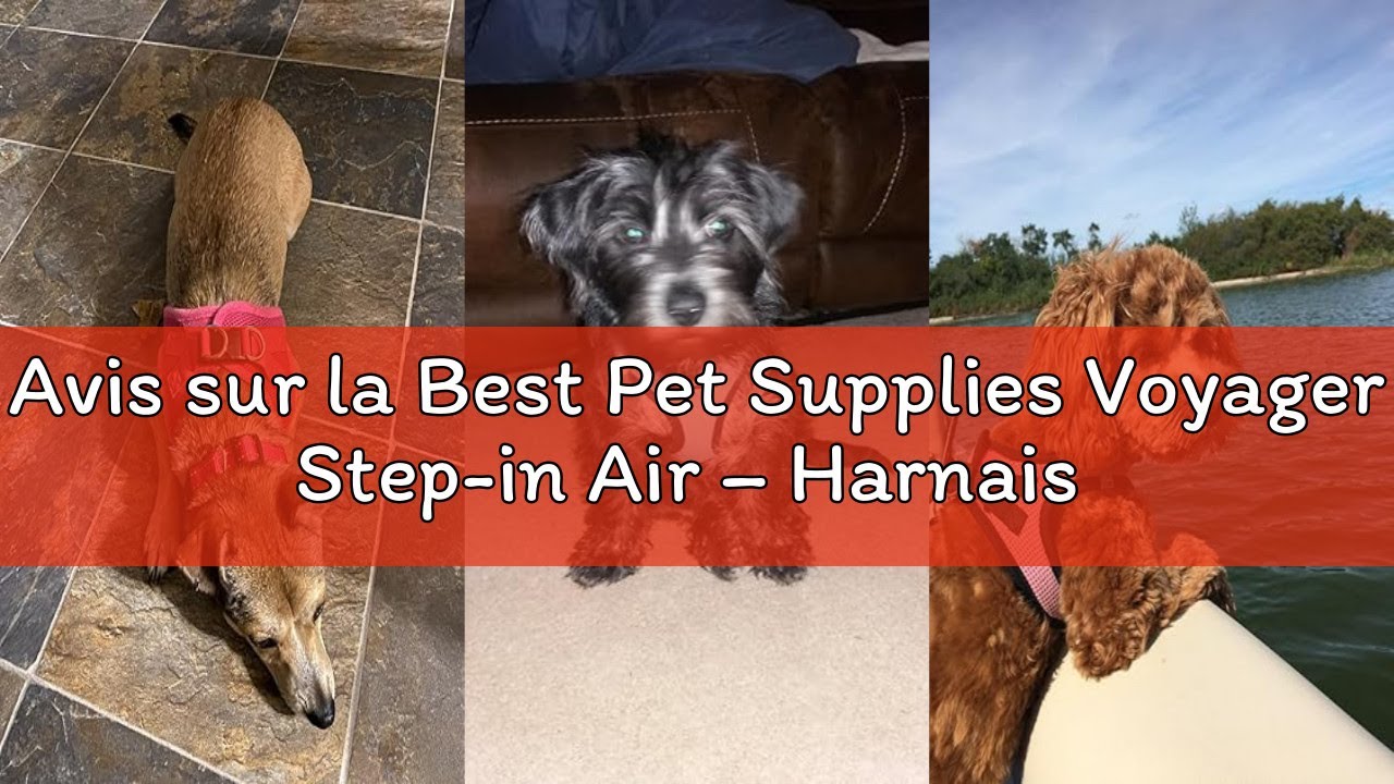Avis sur la Best Pet Supplies Voyager Step-in Air – Harnais en Maille résistante aux intempéries pou