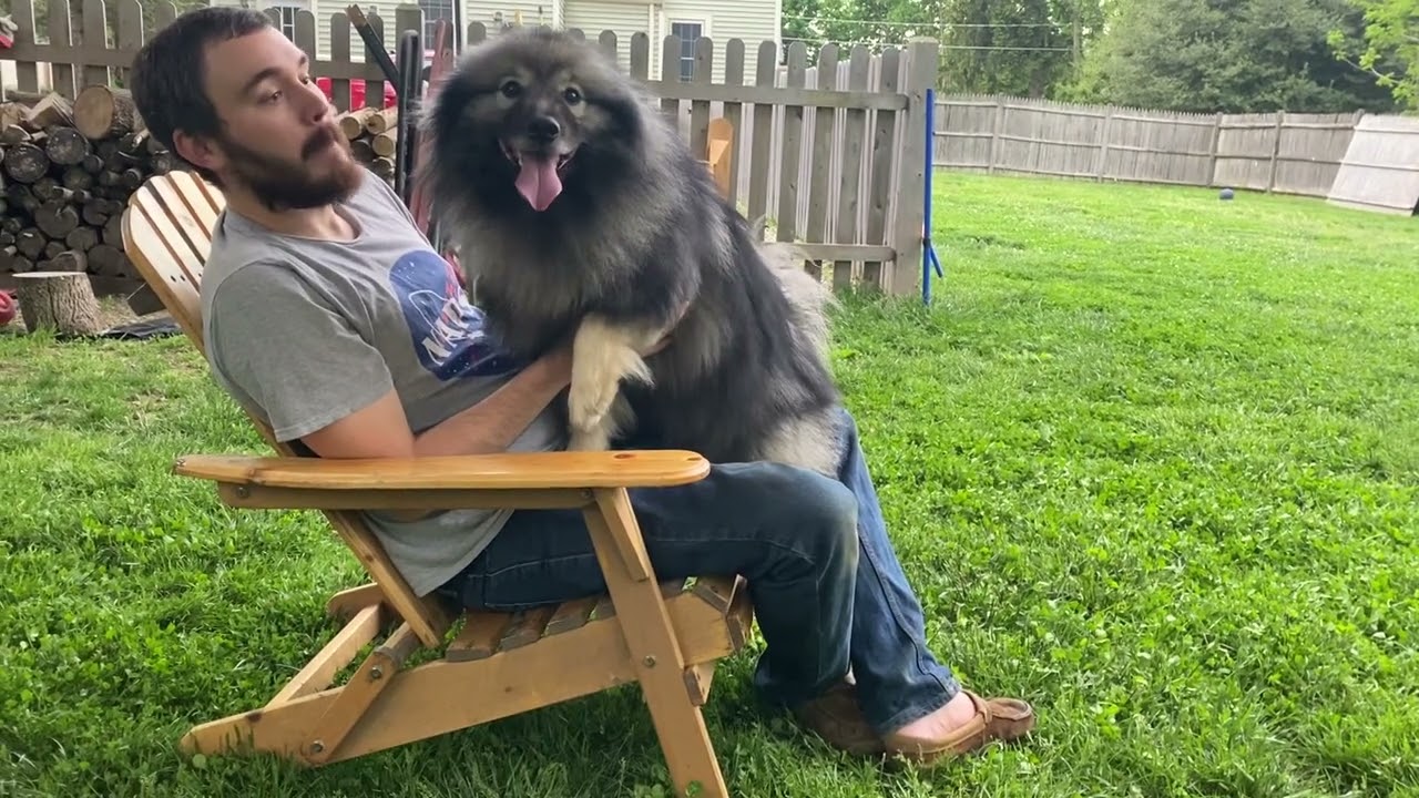 Sweet Fluffy Keeshond Loves To Hug And Kiss His Daddy!