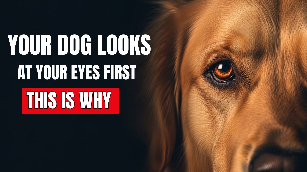Your Dog Looks at Your Eyes First — The Science Behind It Will Surprise You