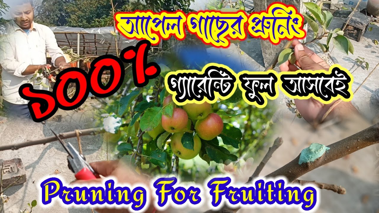 আপেল গাছের প্রুনিং বা ভাল কাটাই ছাঁটাই ফুল ও ফল আনতে অবশ্যই করুন। Apple plant Pruning for Fruiting.