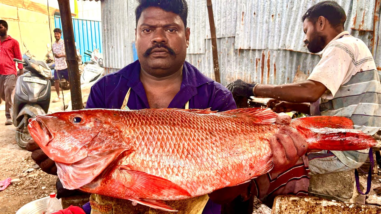 KASIMEDU SPEED SELVAM RED SNAPPED BIG SIZE FISH CUTTING VIDEO FISHERMEN ENTERTAINMENT VIDEO 