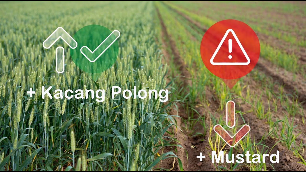 Tumpangsari Oat dan Kacang Polong Memiliki Hasil Lebih Tinggi dibandingkan Oat dan Mustard