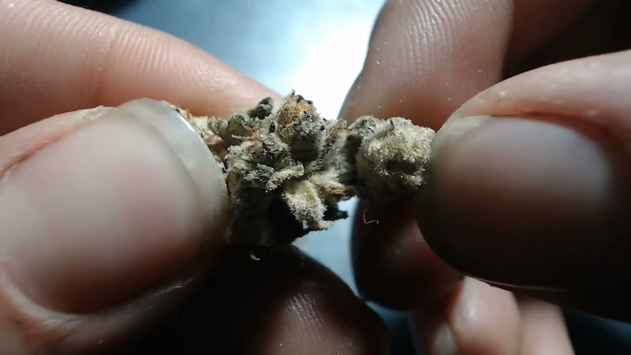 WHITE WIDOW STRAIN REVIEW | AERIZ