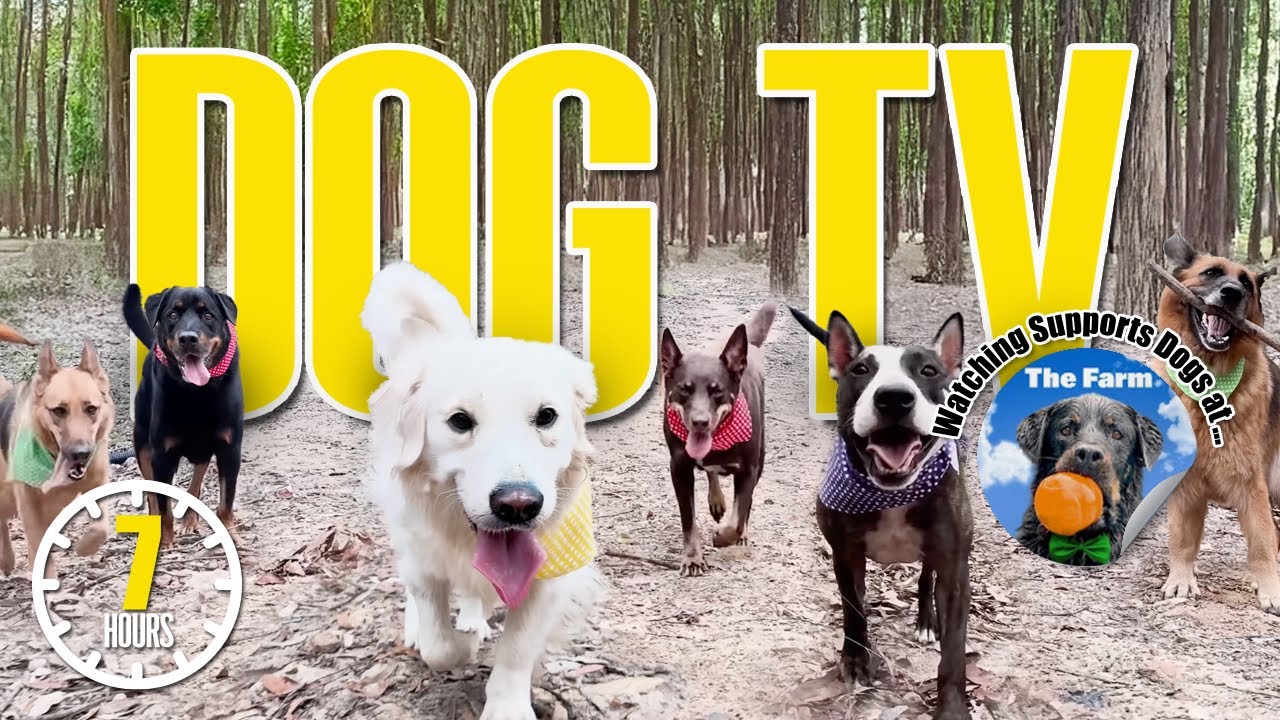 🌳🐕 Dog TV: Daycare for your Dog 🍃🐾 Day in the Life of Rescue Dogs Sanctuary - Dog Entertainment