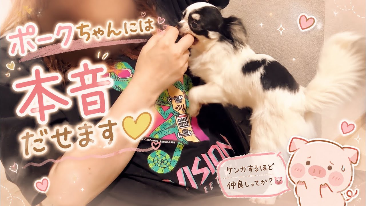 モコちの制御で帰りたくても帰れないポークちゃん