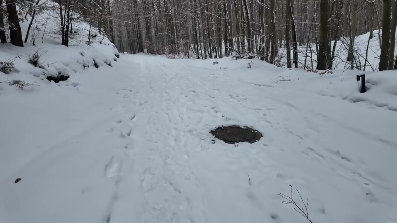 Winter forest walk 10.02.2026