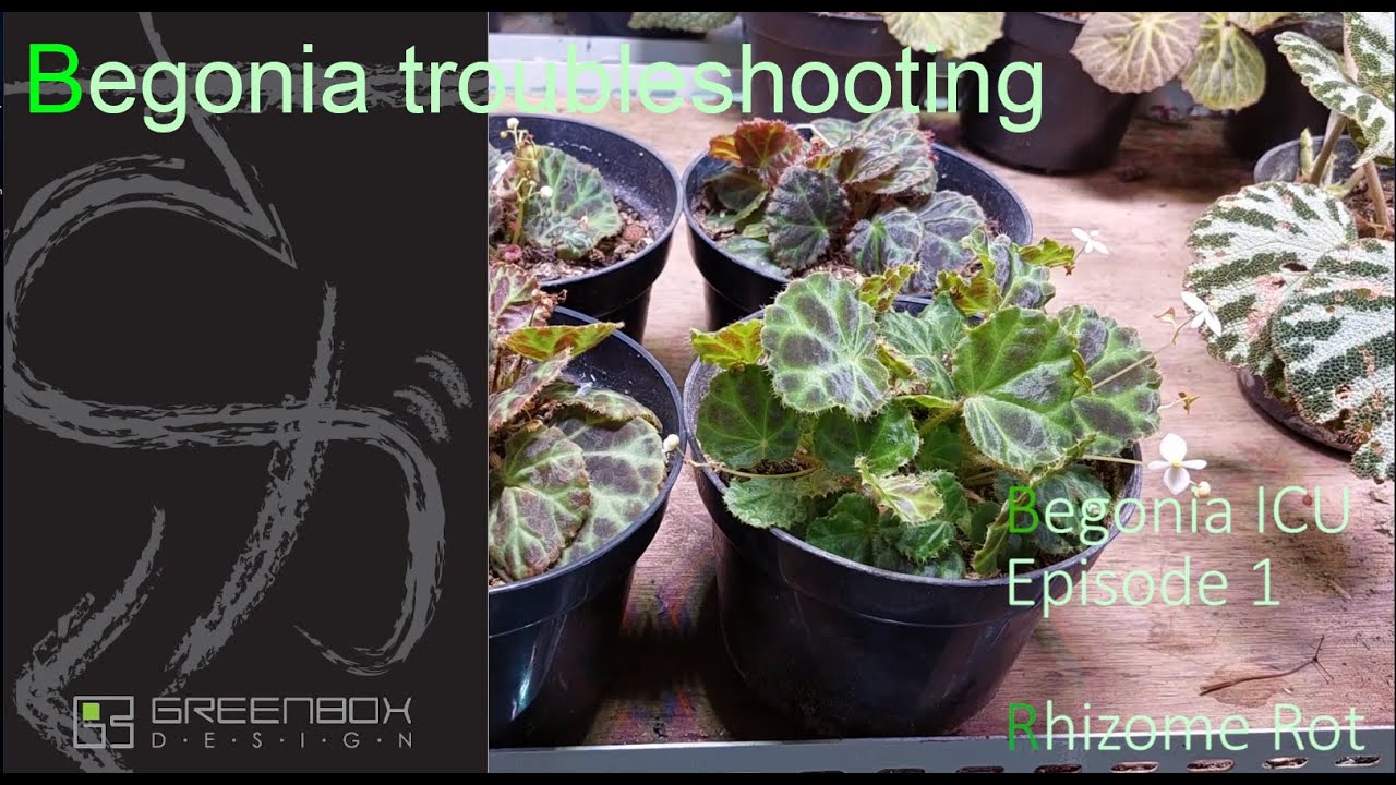Begonia troubleshooting - Rhizome rot