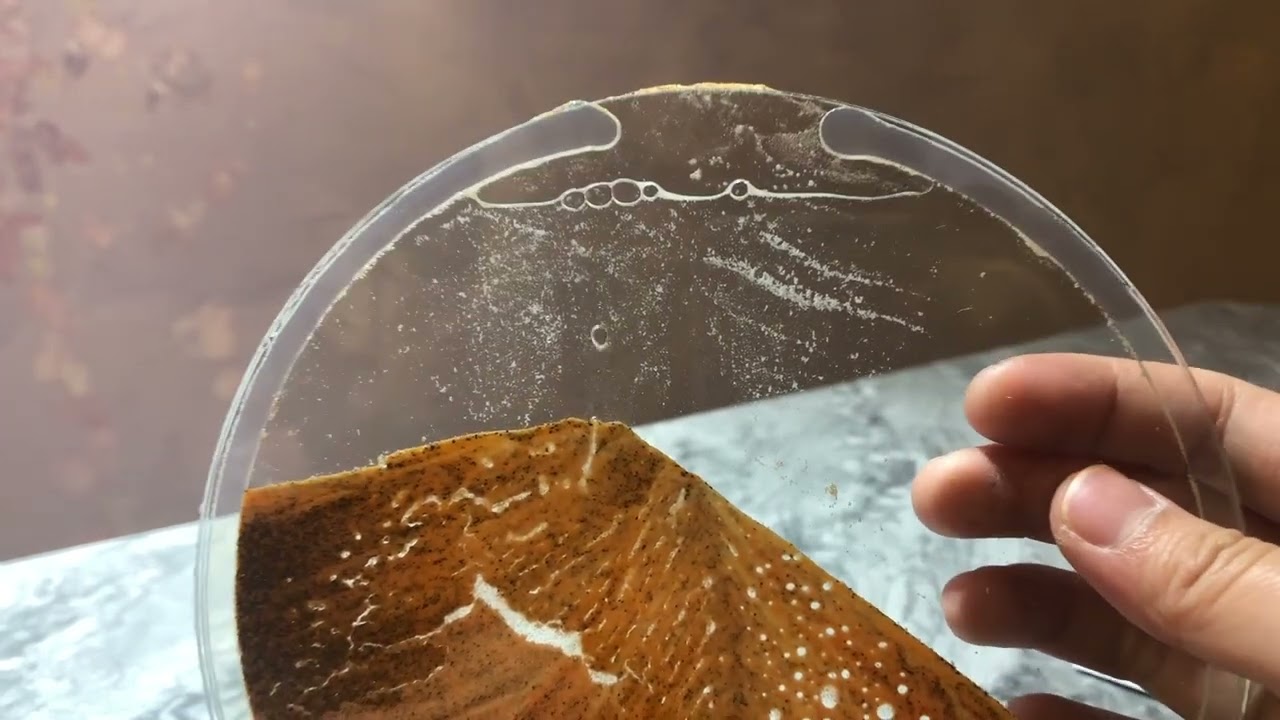 流沙畫