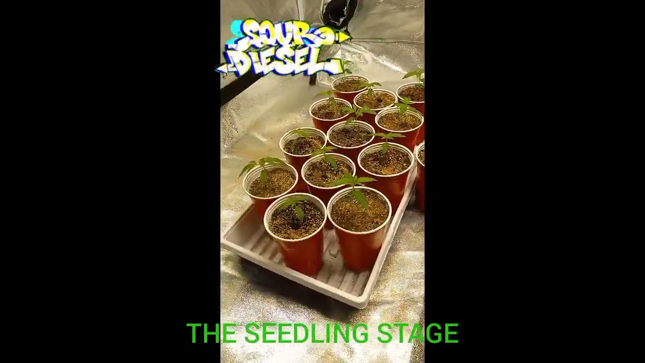 Sour Diesel Grow Part 2
