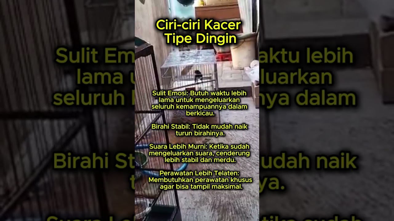 ciri ciri kacer tipe dingin #kacer