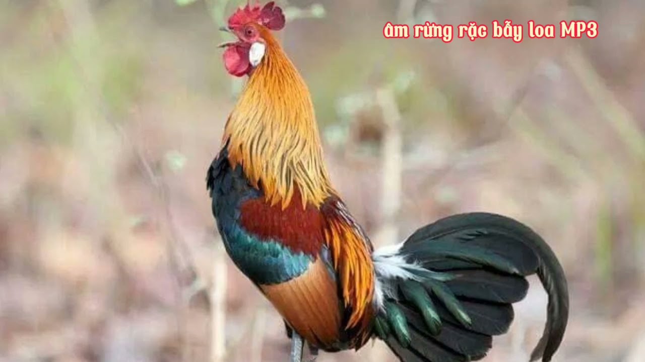 âm thanh rừng rặc bẫy loa MP3 Suab Qaib qus zoo cuab kawg