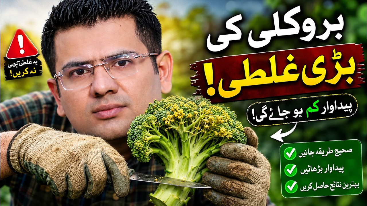 Harvesting Broccoli: Top Mistakes and Essential Tips You Need to Know!