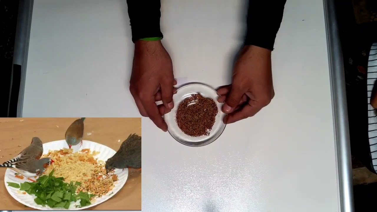 پرورش فنچ در منزل
