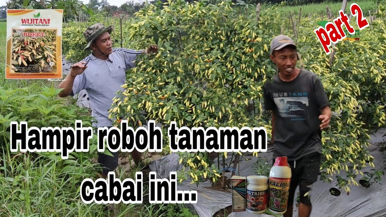 Tanam cabai tanpa pupuk dasar