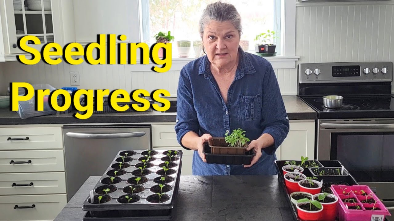 Seedling progress of leeks, celery, brussel sprouts 
