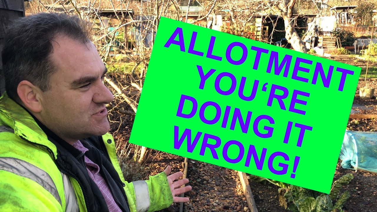 Three Things We learnt In 2019 on the Allotment