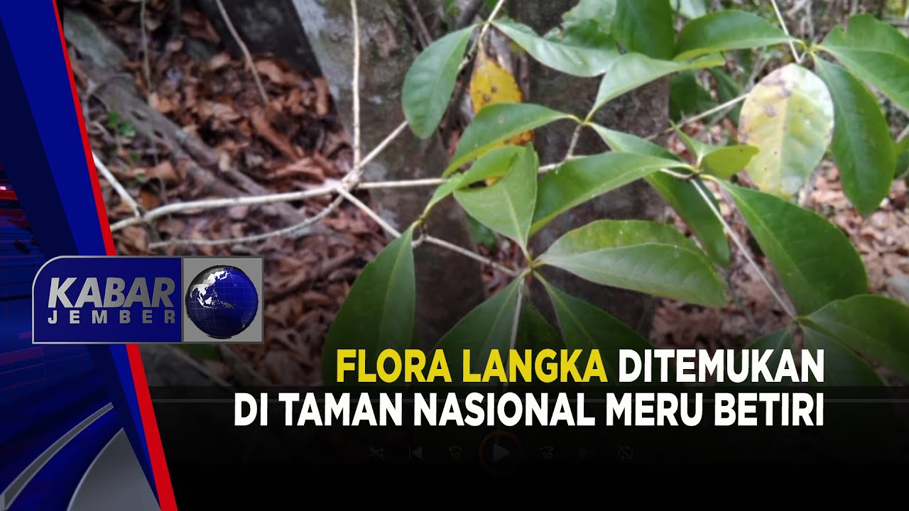 FLORA LANGKA DITEMUKAN DI TAMAN NASIONAL MERU BETIRI | KABAR JEMBER