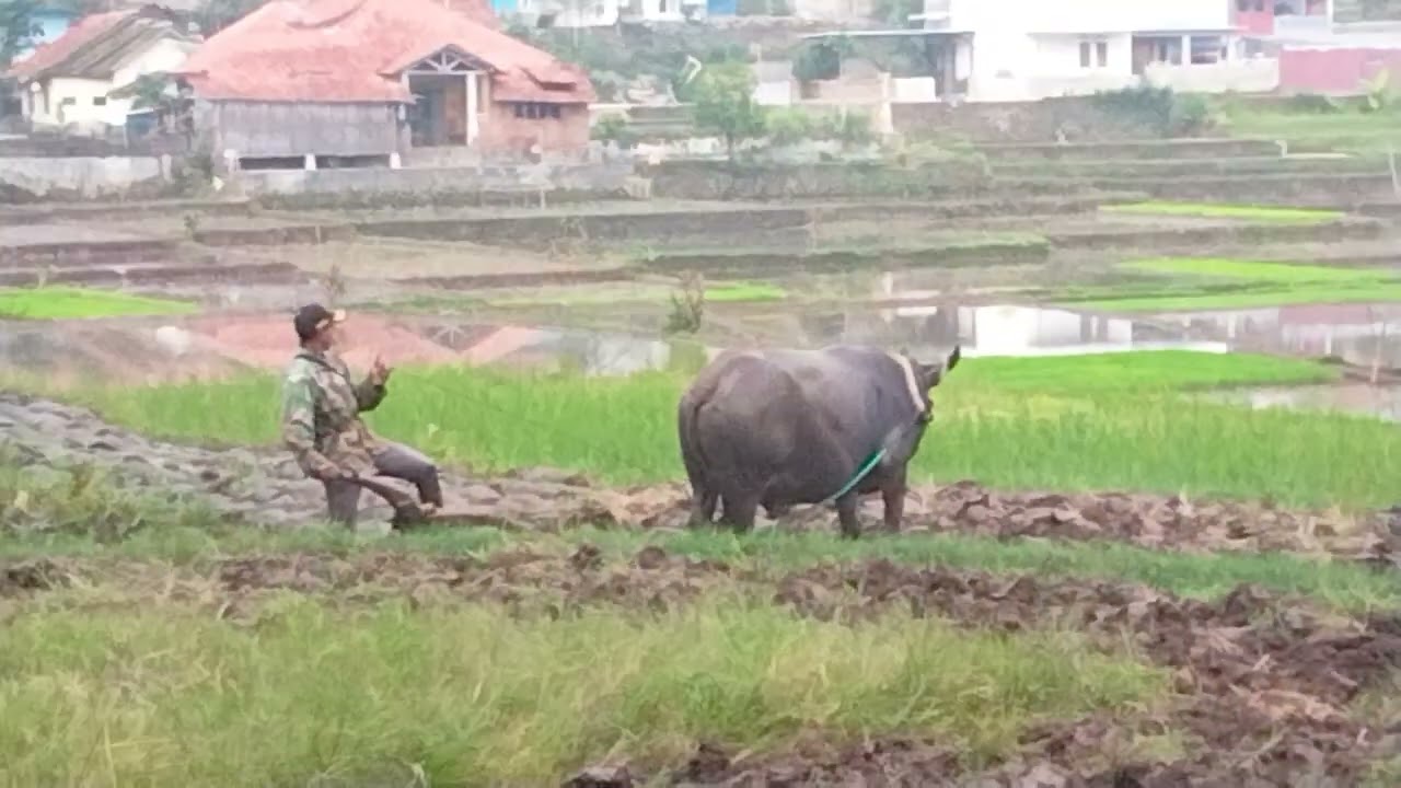 KOLABORASI MEMBAJAK SAWAH ANTARA TROKTOR DAN KERBAU👍💪☘️