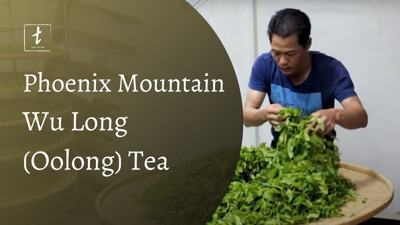 Learning about Phoenix Mountain Wu Long (Oolong) Tea
