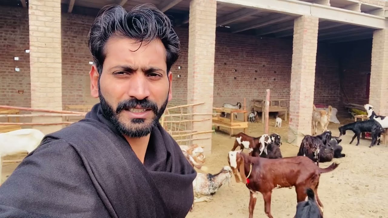 Goat Farm & Haweli Tour | Bakri Farm | Vlogs |