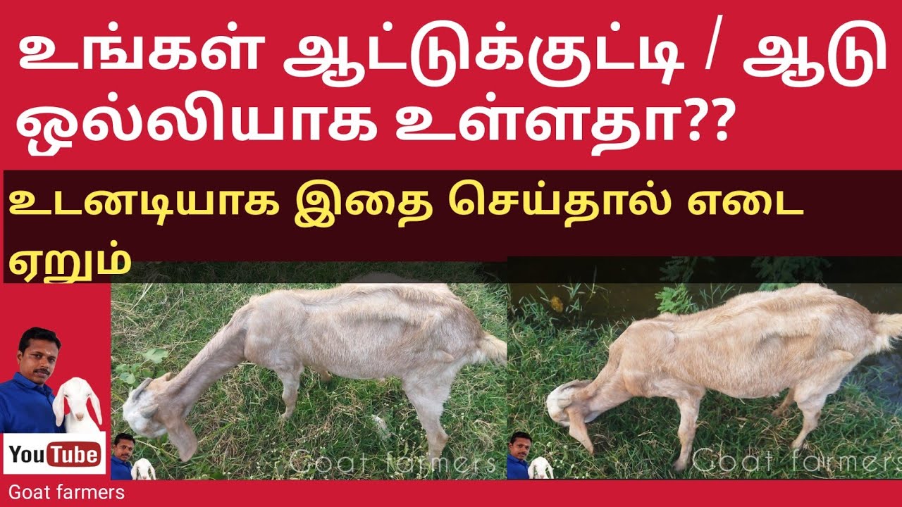 ஒல்லியாக உள்ள ஆட்டுக்கு என்ன மருந்து தரலாம்? டானிக் மற்றும் கொக்கி வகை புழு  நீக்கம் பற்றிய  வீடியோ