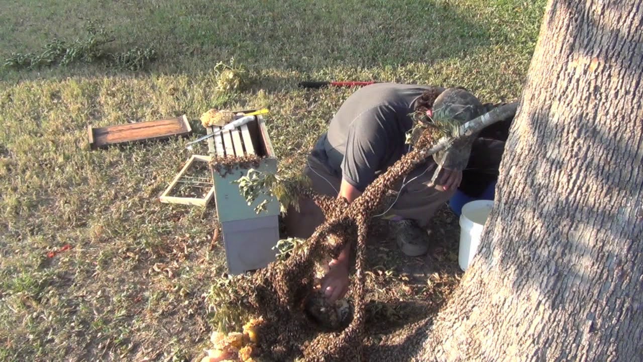 Большой пчелиный улей падает на землю! (Спасение живых пчёл)