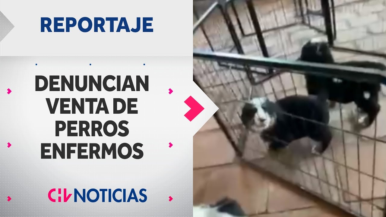 REPORTAJE | Denuncian venta de perros enfermos de Parvovirus en criadero de María Pinto