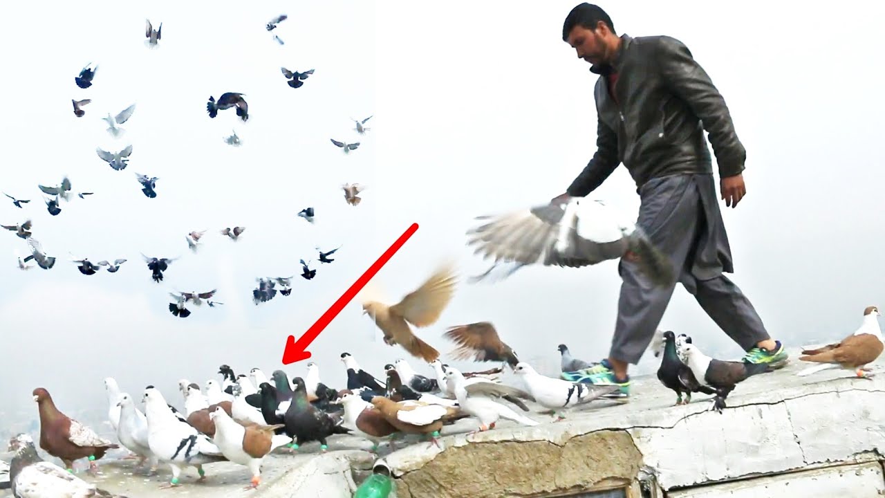 easy hunting skills of pigeon مهارت های ساده شکار کفتر از سر ریز | کفتر بازی با قدیر جان