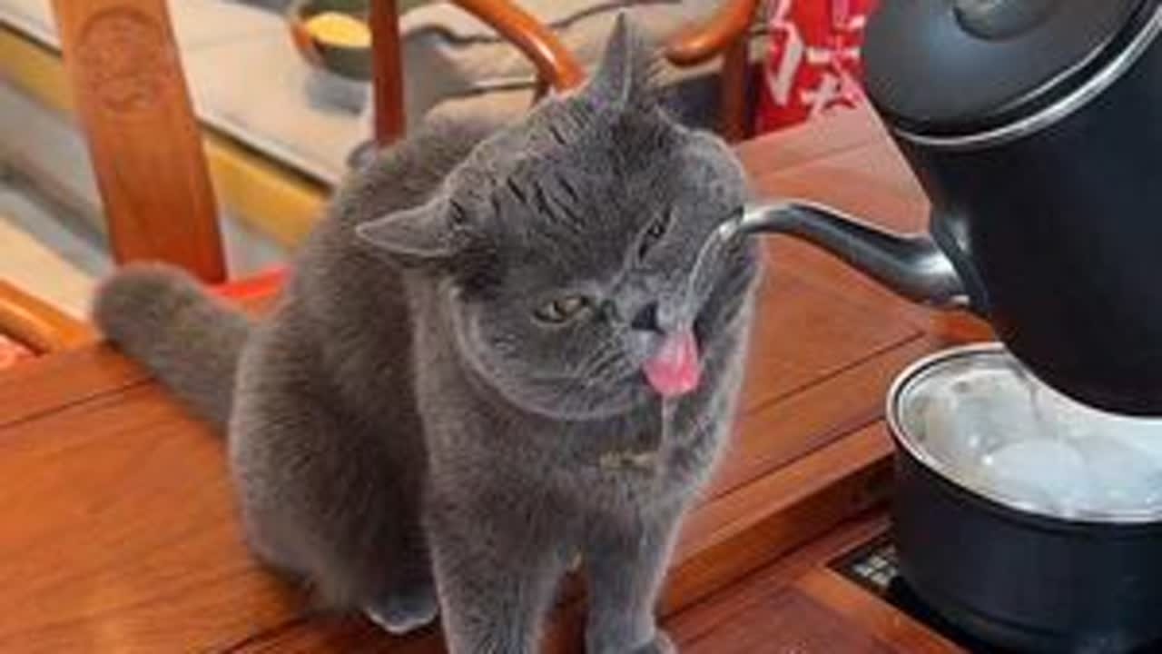 今年对于吊眼梢子，我必须整理出一套方案😎#萌宠出道计划 #这猫要成精了 #听懂话的猫