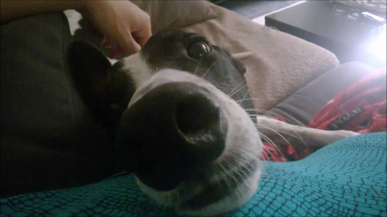 Things I love about my greyhound *o*