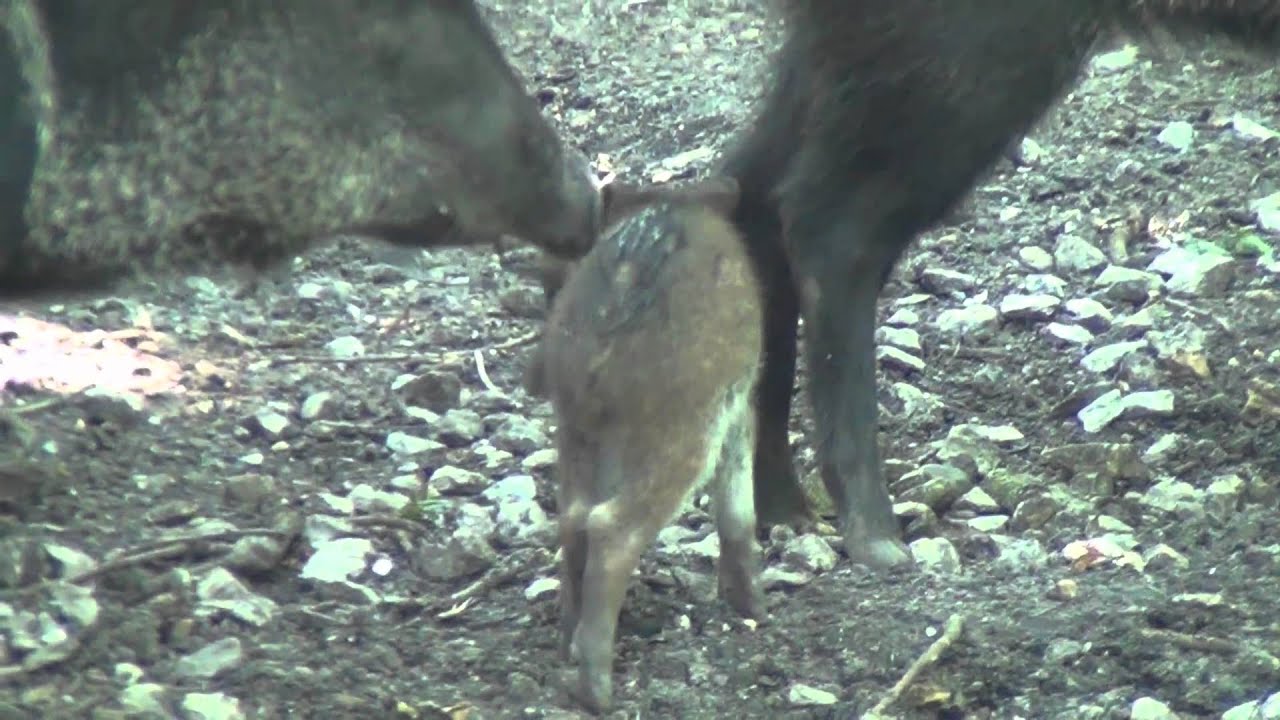 Nachwuchs bei den Halsband-Pekaris im Allwetterzoo M&uuml;nster