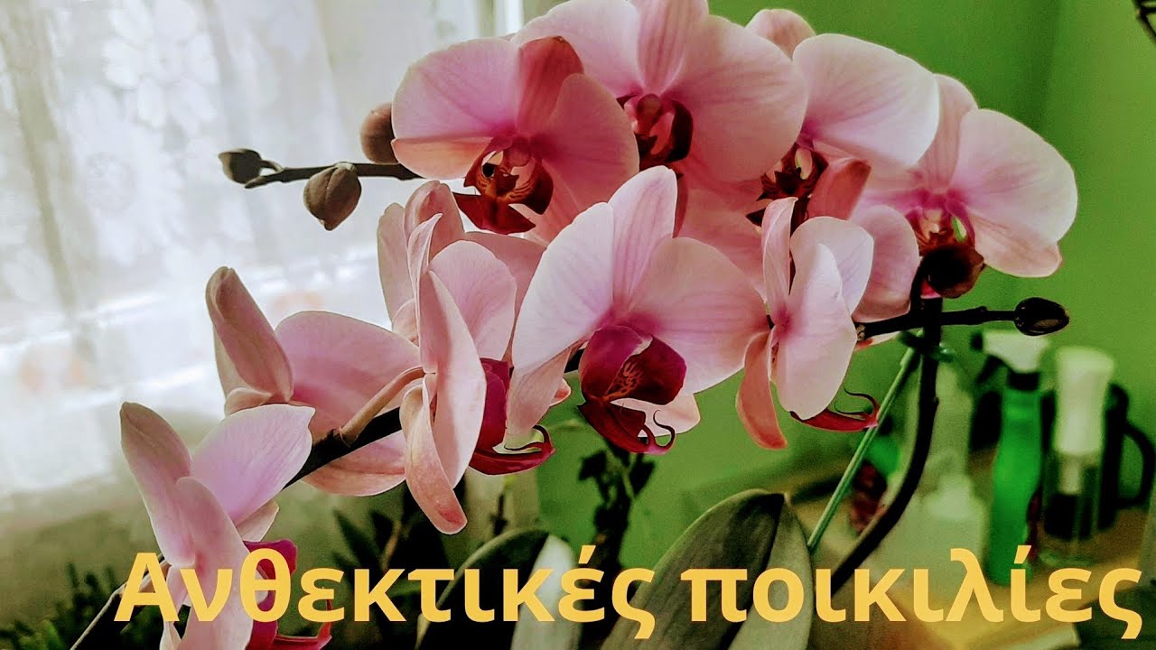 Σταθερές ποικιλίες.
