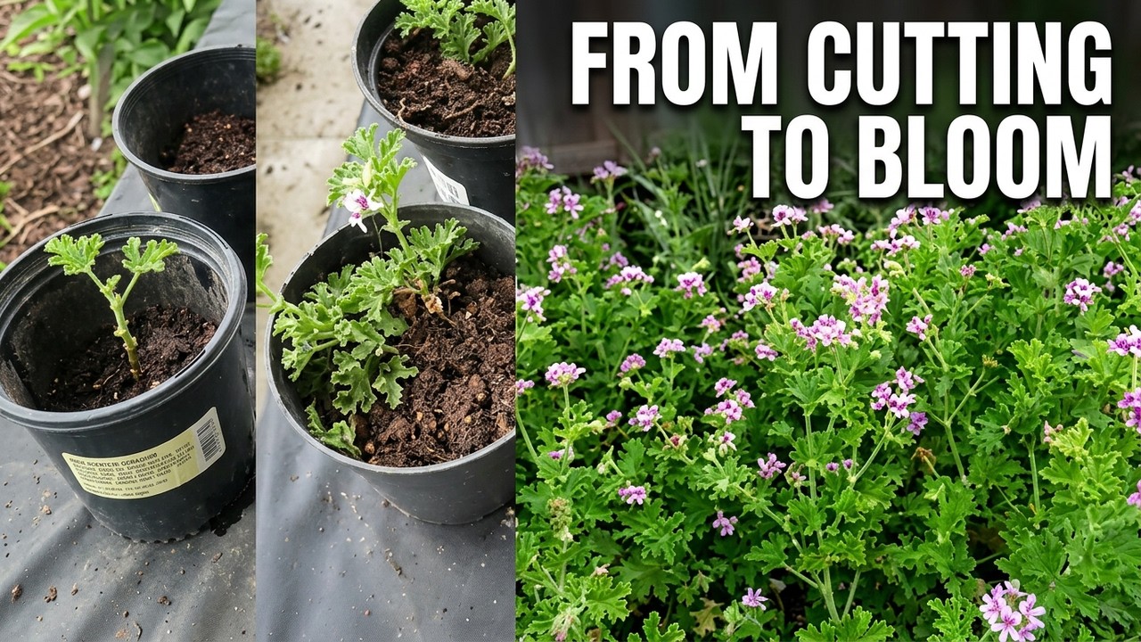 How to Propagate Rose Scented Geraniums