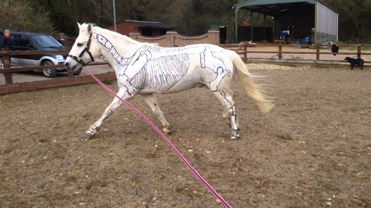 Herc slow motion canter and trot