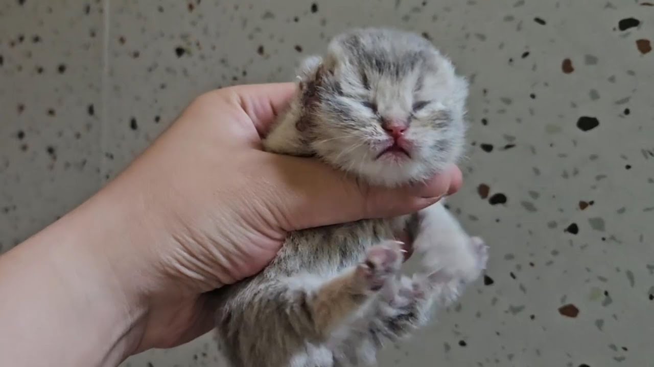 Small Paws, Soft Hearts